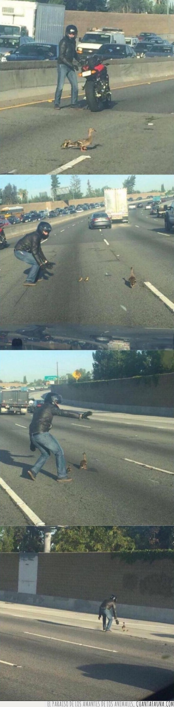 aves que no vuelan por eso cruzan la calle a pie,ayudar,carretera,cruzar,gansos,hombre,la peor madre del mundo,madre,motorista,pasar,pato,patos